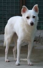 BANJO, Hund, Mischlingshund in Zypern - Bild 2