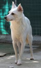 BANJO, Hund, Mischlingshund in Zypern - Bild 3