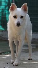 BANJO, Hund, Mischlingshund in Zypern - Bild 4