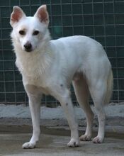 BANJO, Hund, Mischlingshund in Zypern - Bild 5