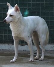BANJO, Hund, Mischlingshund in Zypern - Bild 6