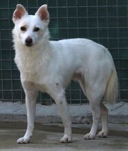 BANJO, Hund, Mischlingshund in Zypern - Bild 7