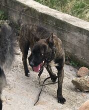 SPITHAS, Hund, Mischlingshund in Griechenland - Bild 4