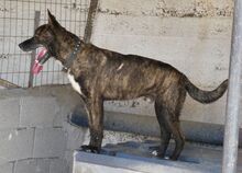 SPITHAS, Hund, Mischlingshund in Griechenland - Bild 6