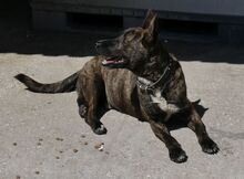 SPITHAS, Hund, Mischlingshund in Griechenland - Bild 7