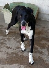 TOM, Hund, Mischlingshund in Griechenland - Bild 1
