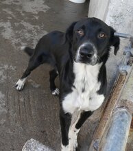 TOM, Hund, Mischlingshund in Griechenland - Bild 3