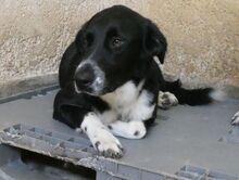 TOM, Hund, Mischlingshund in Griechenland - Bild 4