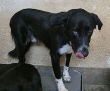 TOM, Hund, Mischlingshund in Griechenland - Bild 5