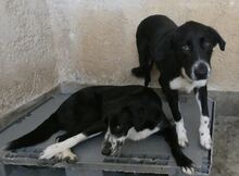 TOM, Hund, Mischlingshund in Griechenland - Bild 6