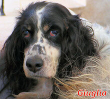GIUGLIA, Hund, Irish Setter-Mix in Wesel - Bild 1