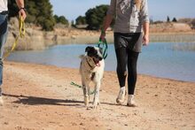 ZHAR, Hund, Pointer-Mix in Spanien - Bild 2