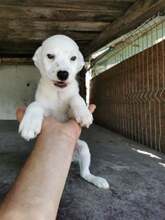 BILA, Hund, Mischlingshund in Rumänien - Bild 1