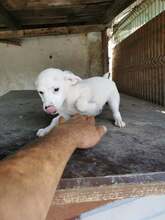 BILA, Hund, Mischlingshund in Rumänien - Bild 4