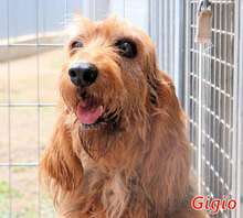 GIGIO, Hund, Mischlingshund in Elmshorn - Bild 1