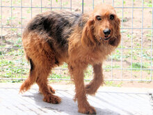 GIGIO, Hund, Mischlingshund in Elmshorn - Bild 3