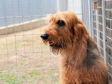 GIGIO, Hund, Mischlingshund in Elmshorn - Bild 4