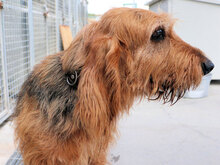 GIGIO, Hund, Mischlingshund in Elmshorn - Bild 5