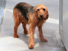 GIGIO, Hund, Mischlingshund in Elmshorn - Bild 6