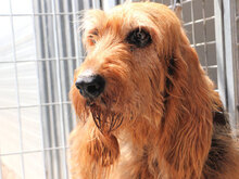 GIGIO, Hund, Mischlingshund in Elmshorn - Bild 7