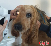 GIGIO, Hund, Mischlingshund in Elmshorn - Bild 9