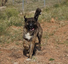 THOR, Hund, Mischlingshund in Spanien - Bild 1