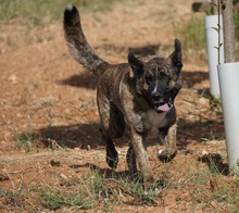 THOR, Hund, Mischlingshund in Spanien - Bild 2
