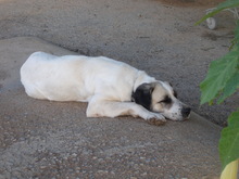 SHIVA, Hund, Pyrenäenberghund in Spanien - Bild 1