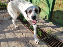 SHIVA, Hund, Pyrenäenberghund in Spanien - Bild 2