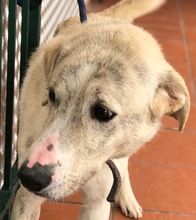 TELIS, Hund, Mischlingshund in Griechenland - Bild 1