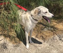TELIS, Hund, Mischlingshund in Griechenland - Bild 3