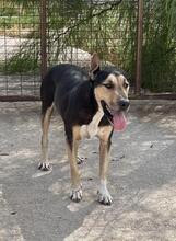ZORO, Hund, Mischlingshund in Griechenland - Bild 11
