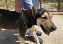 ZORO, Hund, Mischlingshund in Griechenland - Bild 4