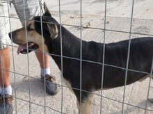 ZORO, Hund, Mischlingshund in Griechenland - Bild 6