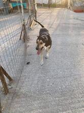 ZORO, Hund, Mischlingshund in Griechenland - Bild 7
