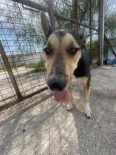 ZORO, Hund, Mischlingshund in Griechenland - Bild 8