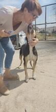 ZORO, Hund, Mischlingshund in Griechenland - Bild 9
