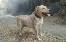 PEPE, Hund, Mischlingshund in Ungarn - Bild 2
