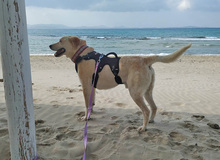 PEPE, Hund, Mischlingshund in Griechenland - Bild 4