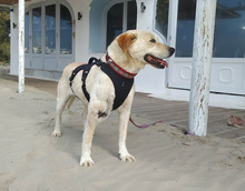 PEPE, Hund, Mischlingshund in Griechenland - Bild 5