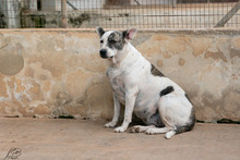 MATHILDA, Hund, Mischlingshund in Italien - Bild 1