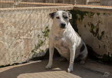 MATHILDA, Hund, Mischlingshund in Italien - Bild 2