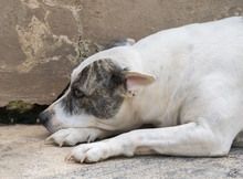 MATHILDA, Hund, Mischlingshund in Italien - Bild 3