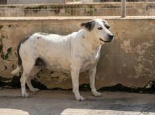 MATHILDA, Hund, Mischlingshund in Italien - Bild 4