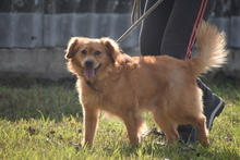 VUKI, Hund, Mischlingshund in Ungarn - Bild 3