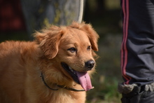 VUKI, Hund, Mischlingshund in Ungarn - Bild 5