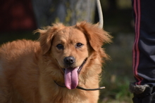 VUKI, Hund, Mischlingshund in Ungarn - Bild 6