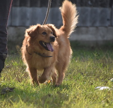 VUKI, Hund, Mischlingshund in Ungarn - Bild 8