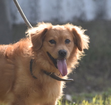 VUKI, Hund, Mischlingshund in Ungarn - Bild 9