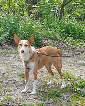 MAYUMI, Hund, Podenco in Potsdam - Bild 3
